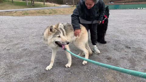 Reactions From People and Dogs While Walking Wolf