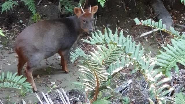 Pudu deer