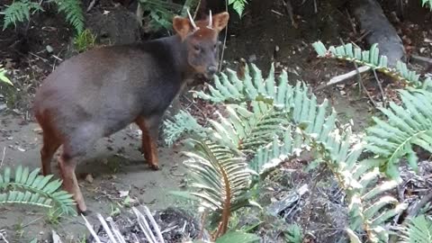 Pudu deer