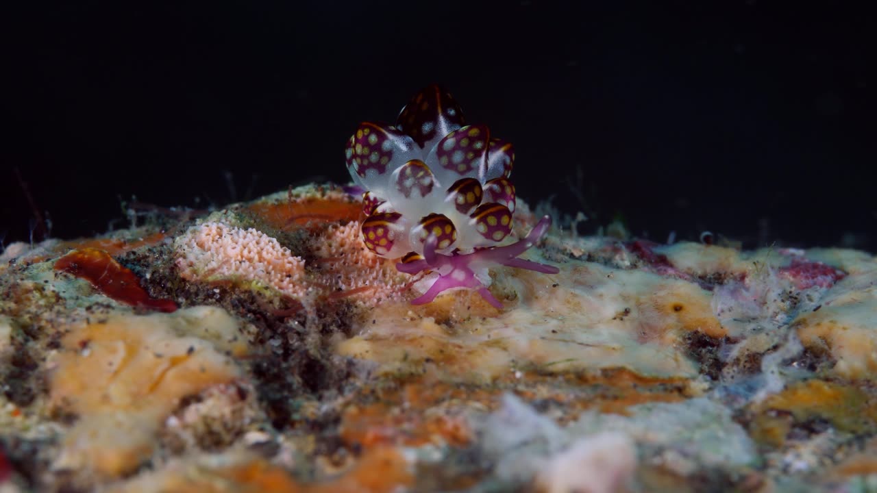 Sea Slug Walking on the Reef