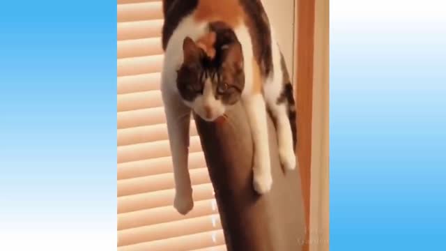 Cute and fuuny pets and animals compilation