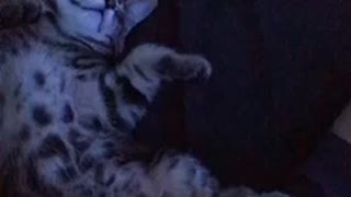 Adorable kitten asleep 🥺