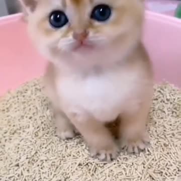 funny cat kitten videos