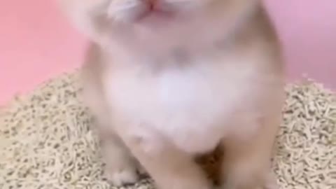 funny cat kitten videos
