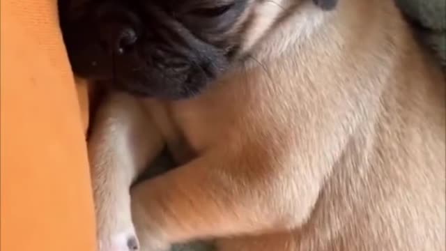 Funniest and Cutest Pug Dog Compilation (cute dogs in tiktok)