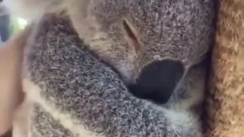 cute koala