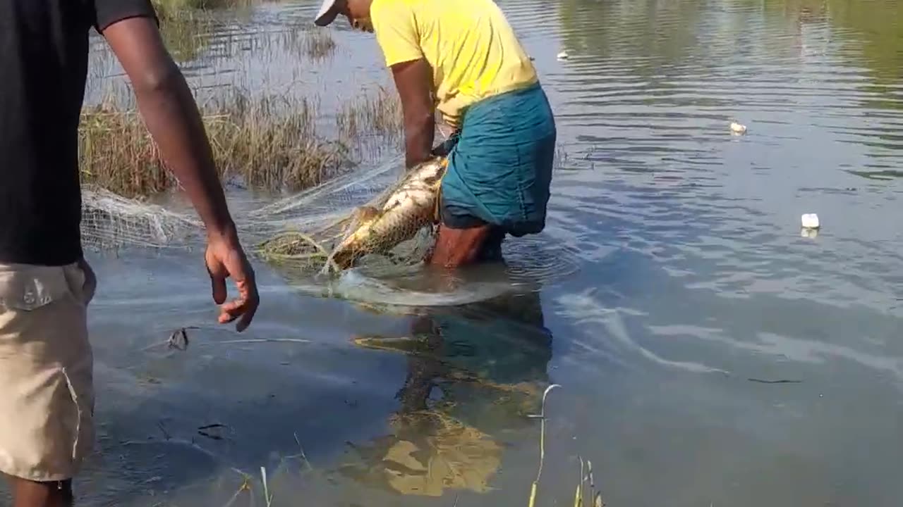 fish hunting, fishing videos, #fishing, #rohu fishing