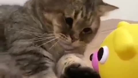 Funny Pet Cat