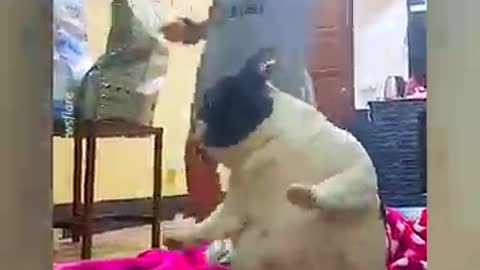 That's so beautiful little girl dancing and the dog dancing to the music