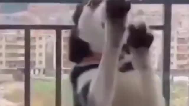 Top Funny Cute Dog Videos