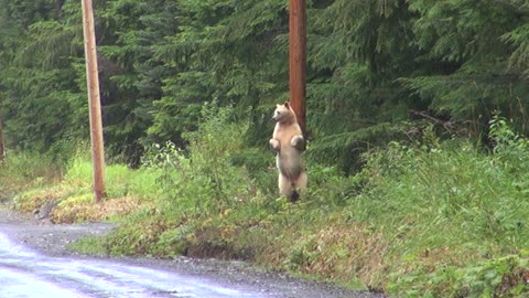 Kermode Bear Scratches Back on Power Pole