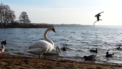 The beauty of birds on the beach