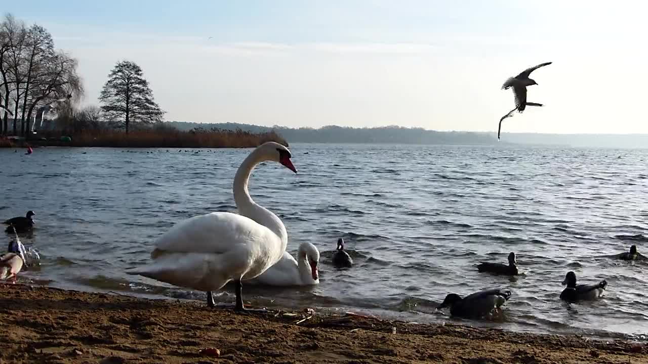 The beauty of birds on the beach