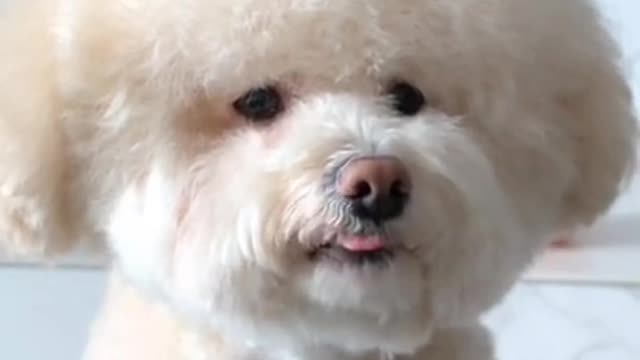 Cute Dog Eating Food🐶 |Funny Compilation video