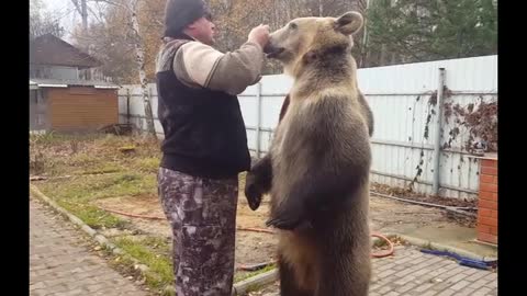 Bear Loves Berries