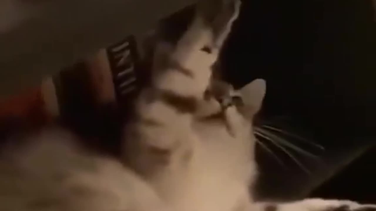 funy cat video