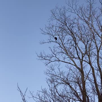 Bald Eagle greets me in the morning