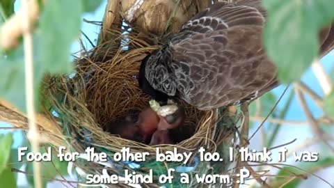 First Flight - a Baby Bird's Story!