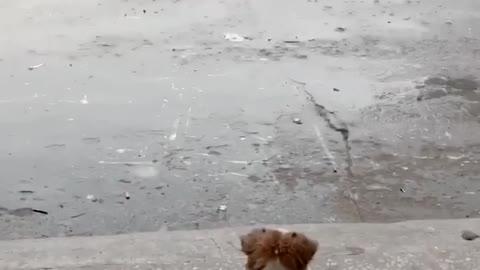 This little one enjoyed by watching rain.