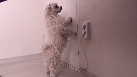 Puppy scratching the door