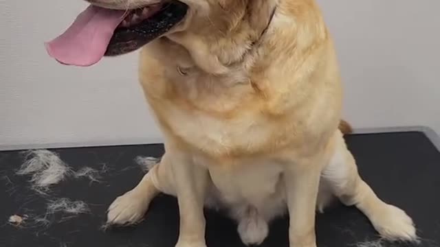 Dog needs emotional support ball during his grooming