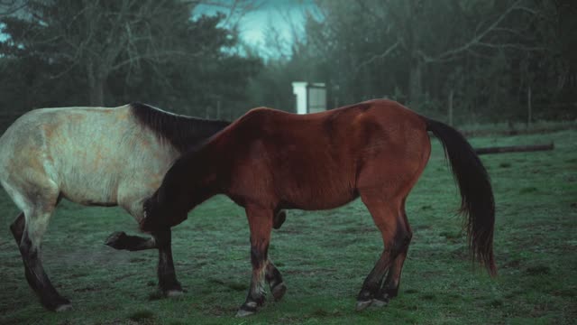 horses and music