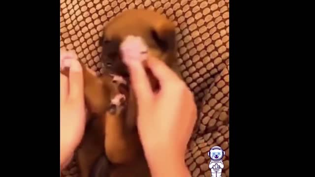 Funny Animal Videos 2022 😂