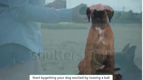 How to train cutely your dog to “smile”