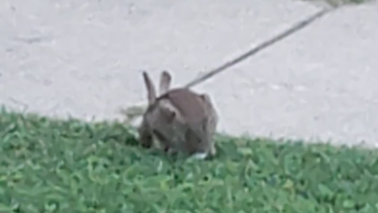 Rabbit, Levagood Area, Dearborn, MI, 8/12/24