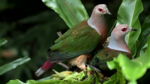 Wildlife’s & Funs
