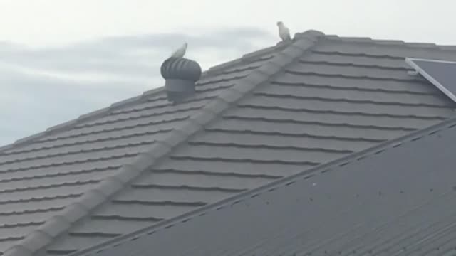 Spinning Cockatoo