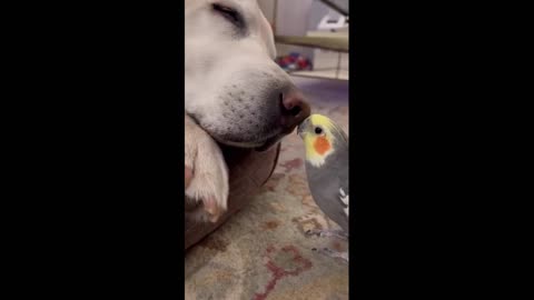 Would you like to wake up from such an alarm clock?