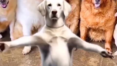 Sonu funny videos