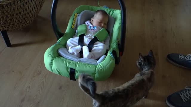 Cat meet the baby 1st time