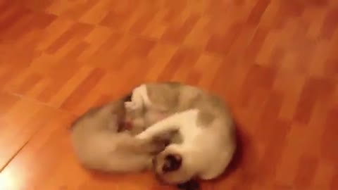 Baby Cat and Mom are playing with each other