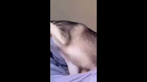 Compiled of husky being happy