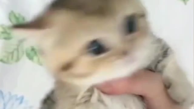 2021 Cute and Funny Baby Cat Videos Compilation