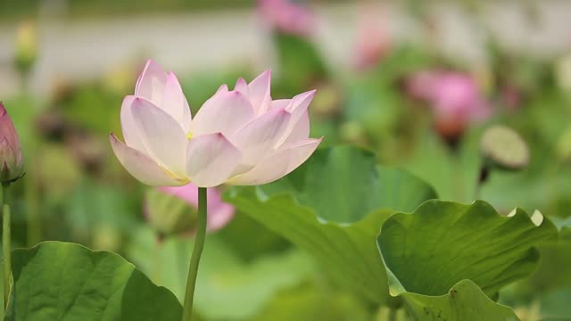 Lotus Dancing in The Wind