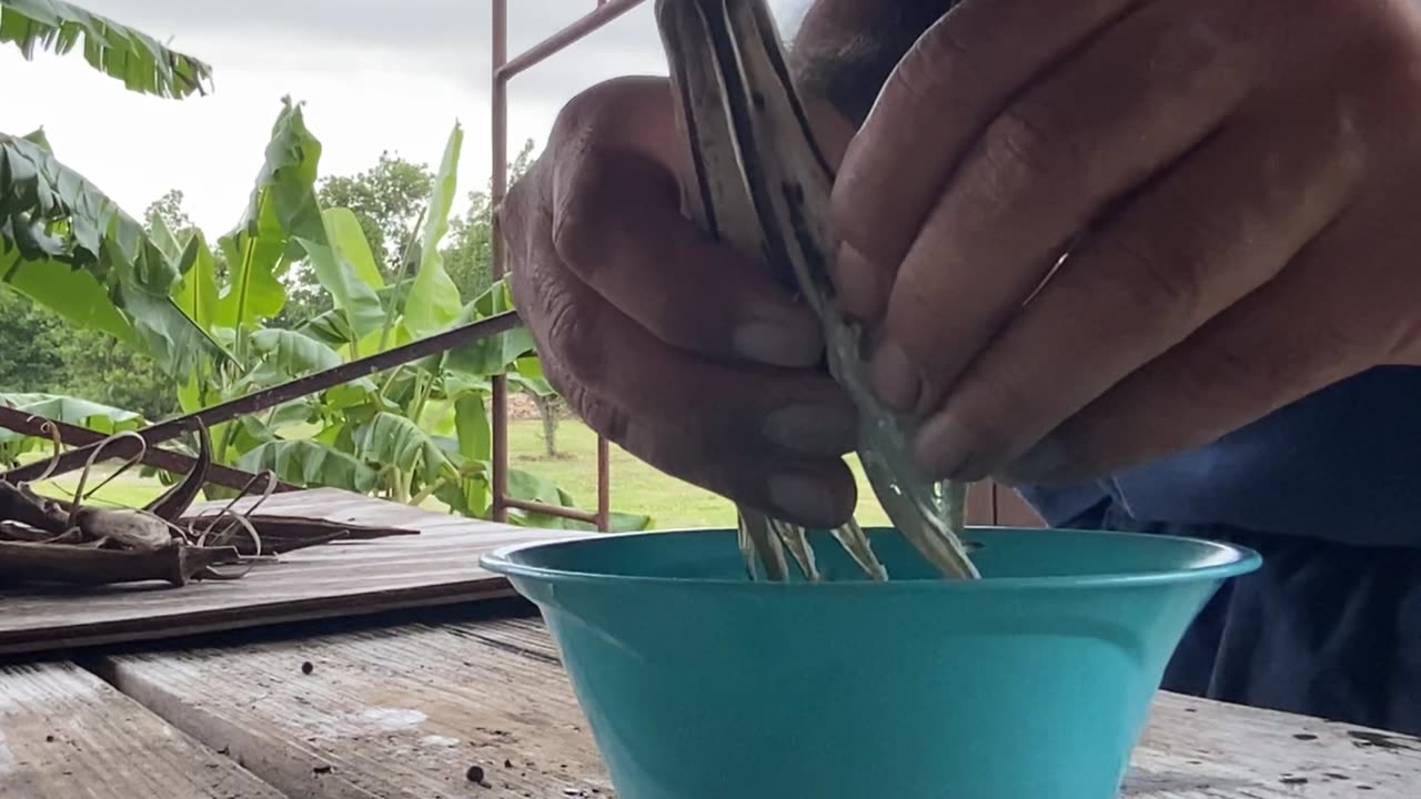 Planting okra