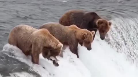 Bears team fishing