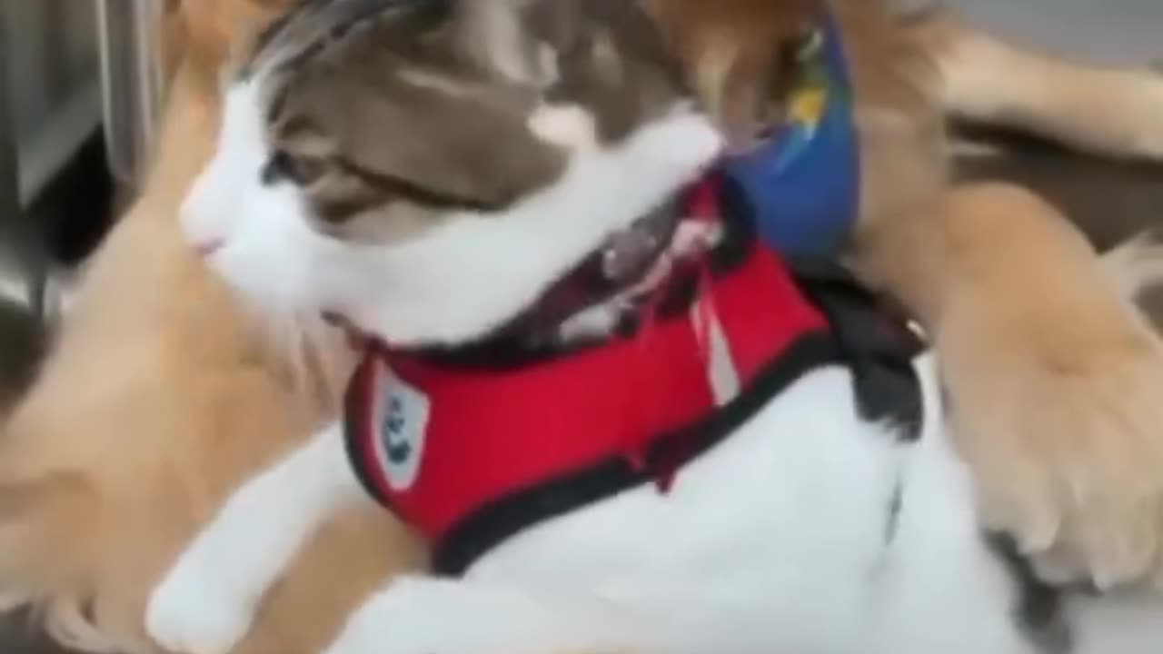 Dog cat friendship and funny videos, playing cats and dogs cat fitting