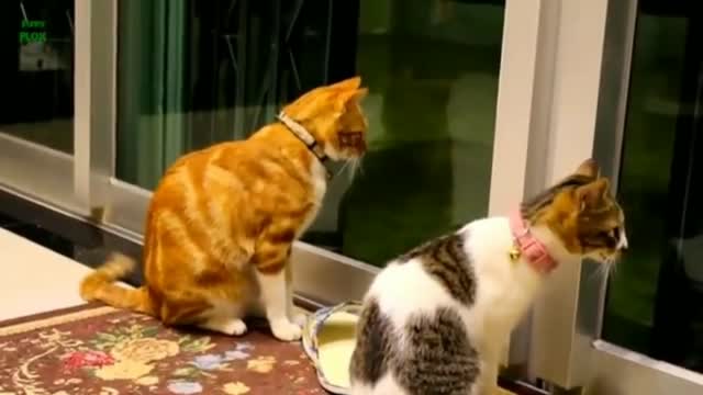 Funny_Cats_and_Kittens_Meowing_Compilation