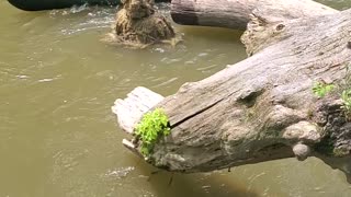 Canoe Trip With a Scary Highlight