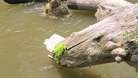 Canoe Trip With a Scary Highlight