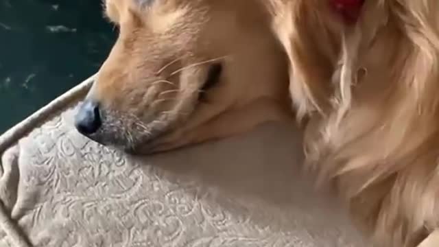 Cute dog acting funny