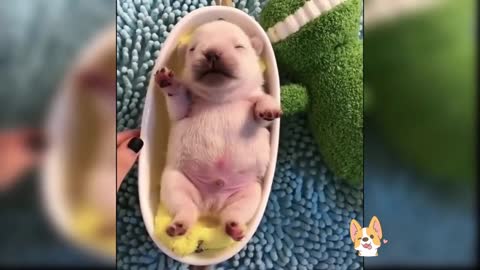 Baby Cats - Cute and Funny Cat Videos Compilation #15| Pets awesome