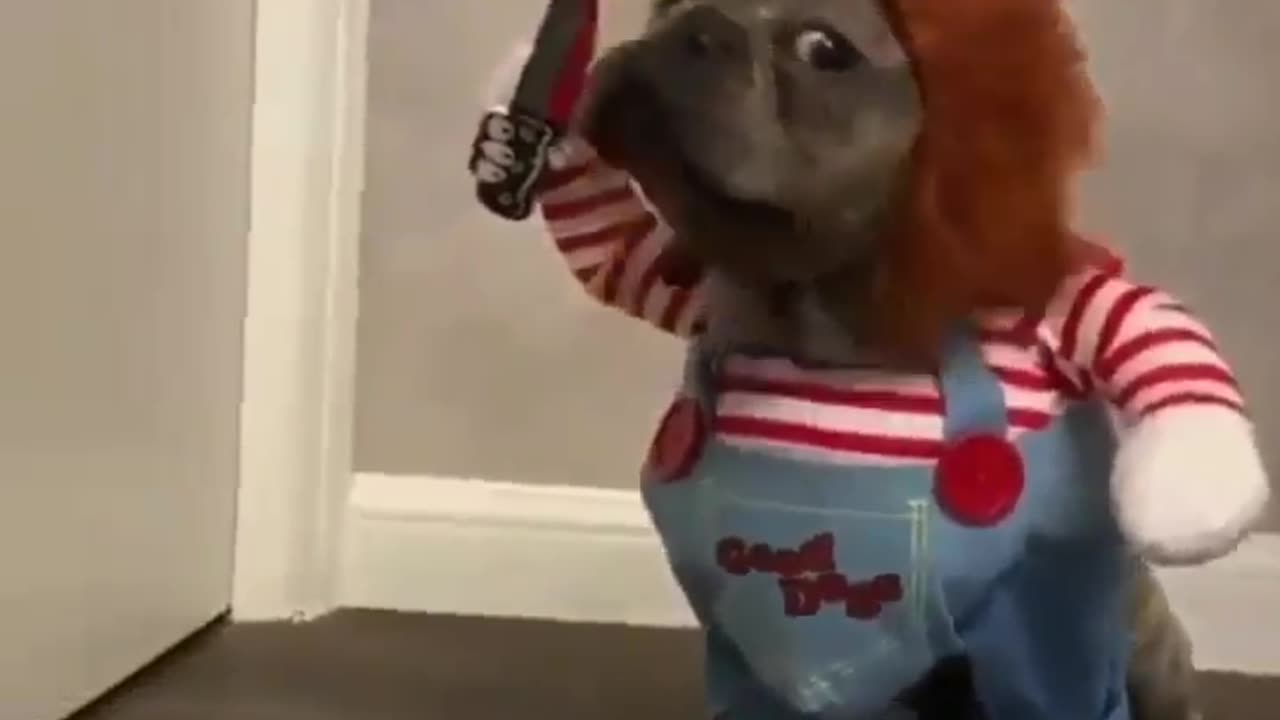 Funny Dog Dressed as Chuckie