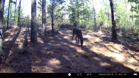 Woodland Creatures Caught On Trail Cam