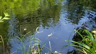 Big softshell turtle in the pool!!