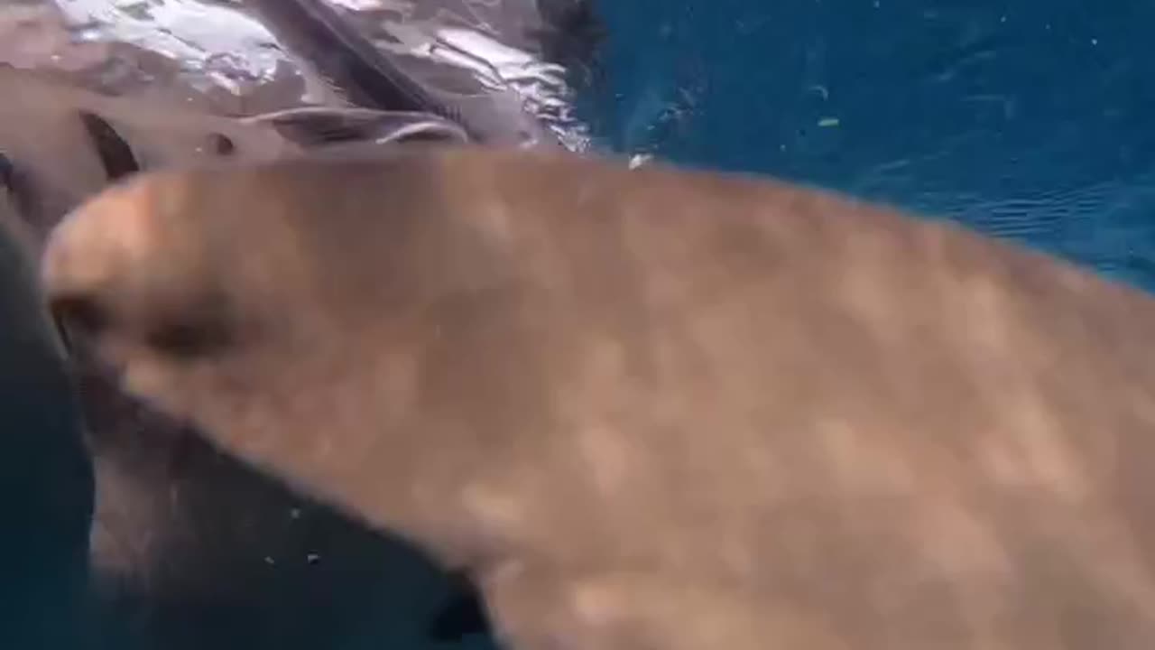 Wildlife & Funs